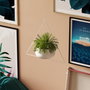 Aberto Design Maceta Decorativa Harpusta - Blanco